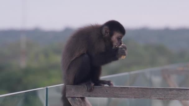 Seekor Monyet Atas Langkan Memakan Pisang Sambil Duduk Atas Pagar — Stok Video