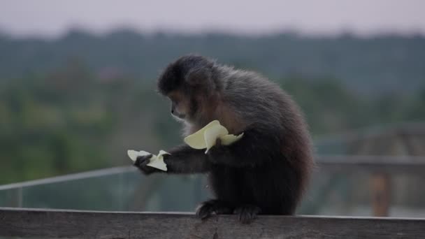 一只猴子栖息在木栅栏上 享受着小吃 当另一只猴子慢吞吞地从它身上跳过时 猴子蹲伏在地上 — 图库视频影像