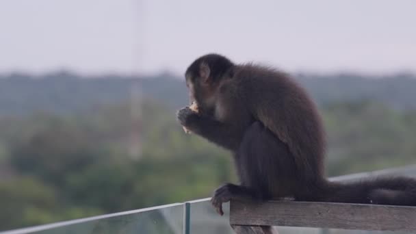 Primer Plano Mono Posado Una Cerca Madera Balcón Alimentándose Plátano — Vídeo de stock