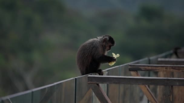 Side View Monkey Enjoying Snack Ledge Resort Iguazu — Stock Video