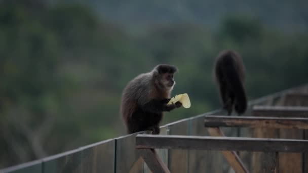 Zpomalený Záběr Opice Těší Svačinu Zatímco Ostatní Opice Šplhají Plazit — Stock video