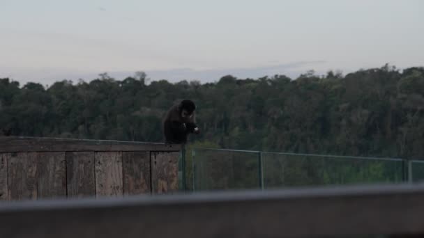 Opice Sedí Krmí Balkónovém Dřevěném Plotě Výhledem Svěží Zelenou Krajinu — Stock video