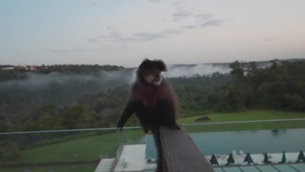 Bir Maymun Sürünmeden Önce Balkon Camına Ayaklarını Boynunu Sürtüyor — Stok video