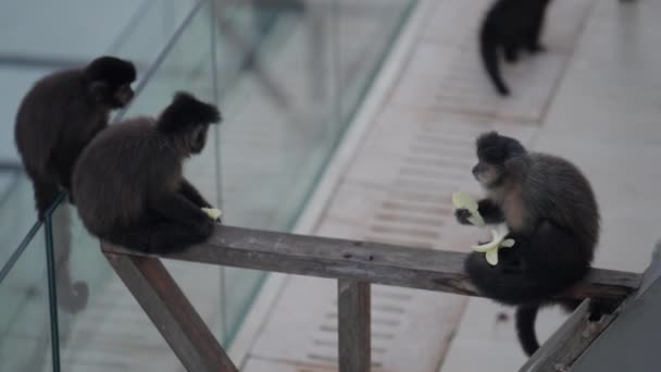 Vista Panorámica Monos Alimentándose Descansando Balcón Resort Iguazú — Vídeos de Stock