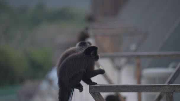 Skupina Opic Sedících Krmících Řadě Balkóně Letoviska Iguazu — Stock video