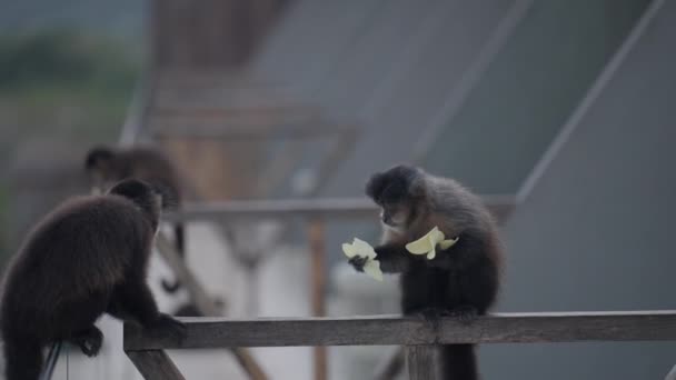 Macacos Bonitos Descansando Alimentando Enquanto Empoleirado Uma Varanda Resort Iguazu — Vídeo de Stock