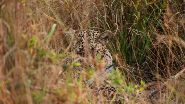 Leopardo Descansa Perfectamente Oculto Medio Hierba Dorada Savannah Manchado Abrigo — Vídeo de stock