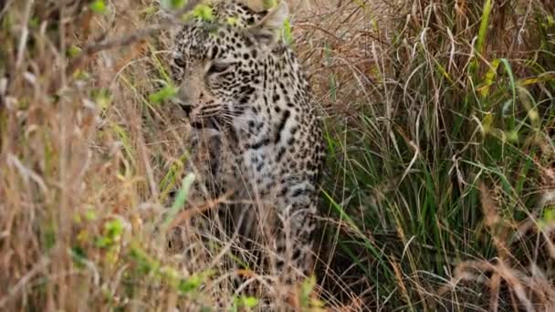 Leopardo Solitario Che Naviga Aggraziatamente Nelle Praterie Africane — Video Stock