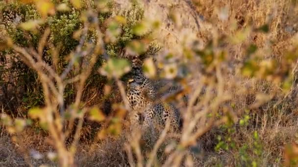 Elegante Leopardo Mueve Con Gracia Sobre Hierba Marrón Con Plantas — Vídeo de stock