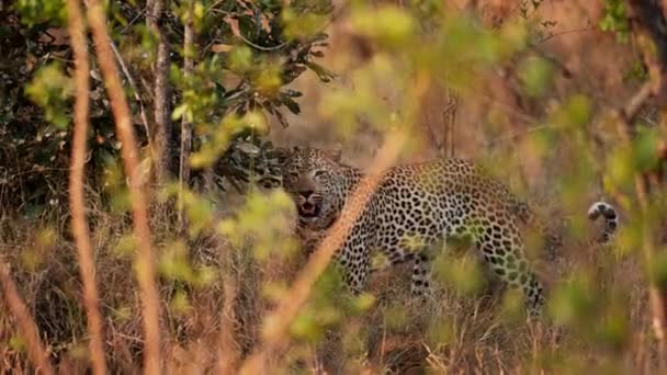 Leopardo Camina Con Gracia Por Los Tranquilos Pastizales Con Plantas — Vídeo de stock