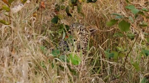 Ein Leopard Grasland Der Seinen Blick Auf Die Kamera Richtet — Stockvideo