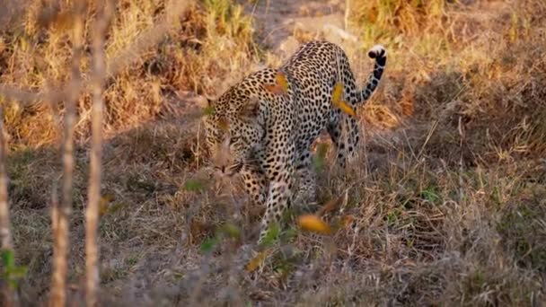 Leopard Takes Leisurely Stroll Golden Savannah Grass Sunset — Stock Video