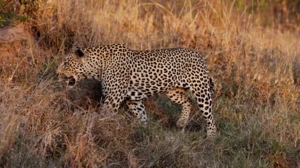 Leopardo Sigiloso Atraviesa Graciosamente Serena Sabana Durante Día — Vídeo de stock