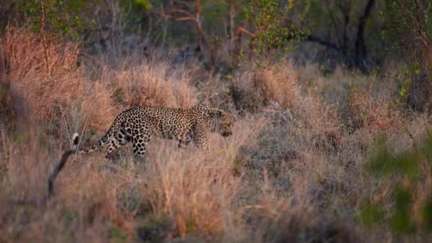 Amidst Vast African Safari Leopard Gracefully Takes Leisurely Stroll Sunset — Stock Video