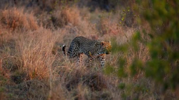 在广阔的褐色草原上 一只雄伟的豹在穿越它的领地时散发着高贵的优雅 — 图库视频影像