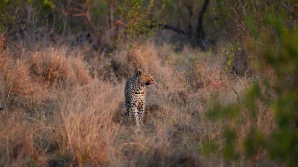 Leopardo Deleita Abrazo Relajante Del Sol Savannah Bañado Brillo Dorado — Vídeo de stock