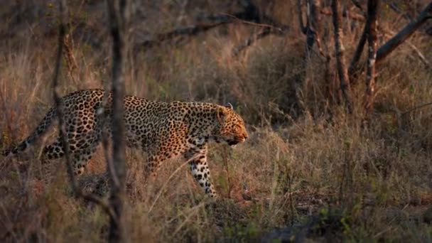 Bajo Sol Poniente Leopardo Embarca Fascinante Paseo Por Sabana — Vídeo de stock