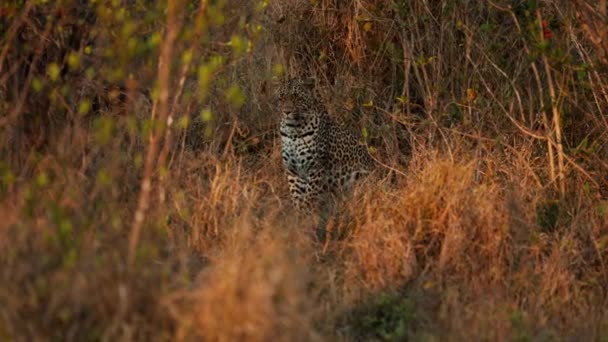 Leopardo Solitario Una Presencia Majestuosa Medio Las Praderas Marrones — Vídeo de stock