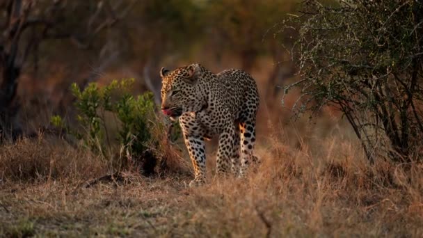 Medio Las Serenas Praderas Leopardo Embarca Tranquilo Pausado Paseo Atardecer — Vídeo de stock