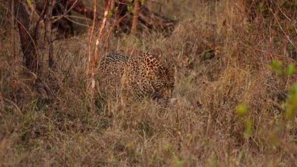 Medio Belleza Salvaje Del Safari Leopardo Paseo Sereno Pausado Una — Vídeo de stock