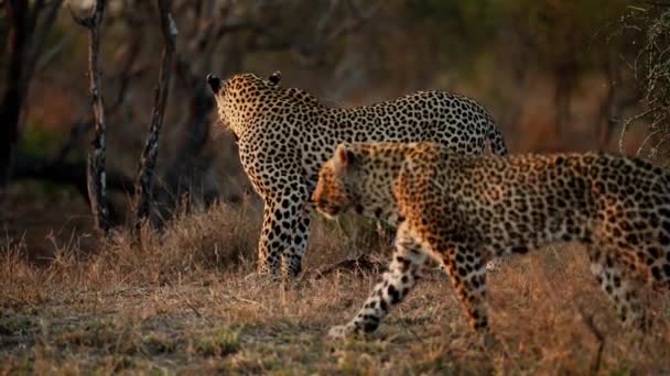 Medida Que Sol Pone Sobre Safari Dos Leopardos Mueven Con — Vídeo de stock