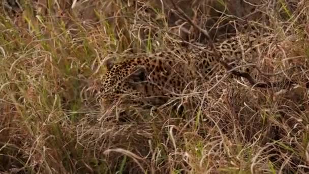 Primer Plano Leopardo Mezclándose Perfección Con Hierba Marrón Mientras Camina — Vídeo de stock