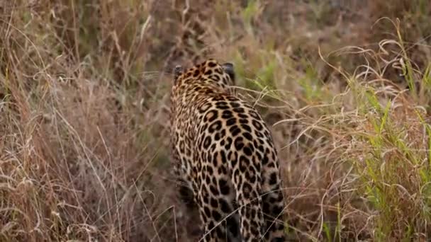 Leopardo Cruza Con Gracia Hierba Marrón Vista Desde Atrás Encarnando — Vídeo de stock