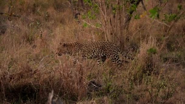 Leopardo Solitario Paseo Pausado Encarnando Esencia Belleza Soledad Indómitas — Vídeo de stock