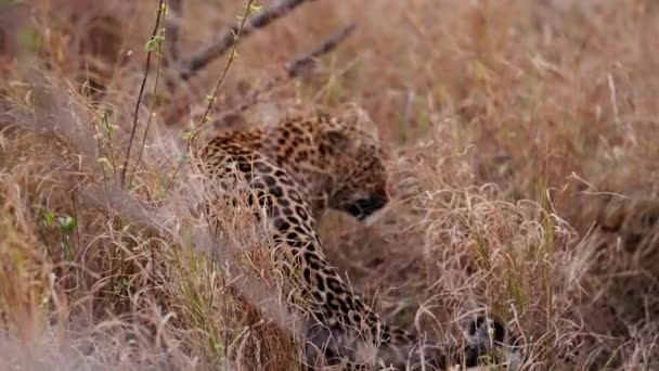 Rustikálním Půvabu Hnědé Pastviny Ladně Toulá Osamělý Leopard Který Hladce — Stock video