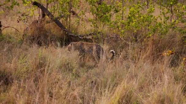 Bajo Sol Africano Leopardo Deambula Con Gracia Por Safari Mostrando — Vídeo de stock