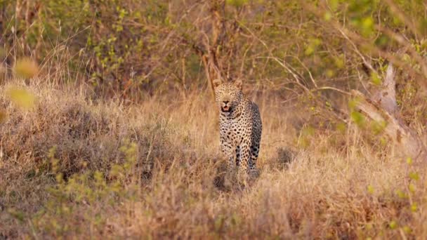 Mesmering Moment Leopard Wishes Warm Sunlight Locking Eyes Camera Captive — Stock video