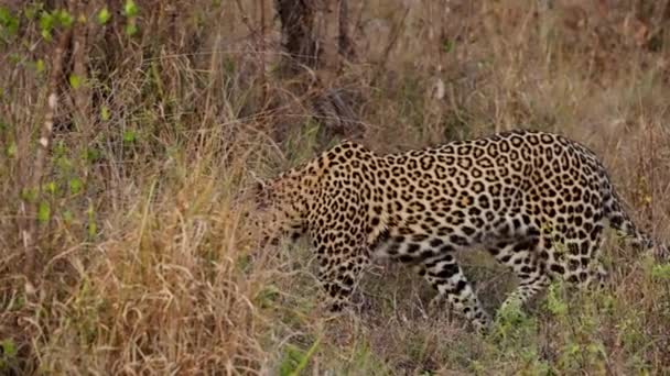 Леопард Совершает Незаметную Тихую Прогулку Тихим Лугам Мастер Маскировки Элегантности — стоковое видео
