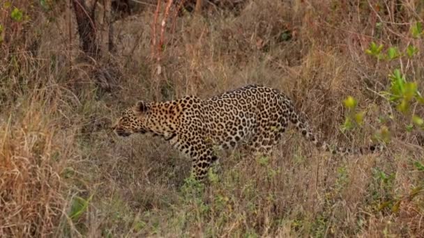 Hushed Serenity Savannah Leopard Moves Stealthily Brown Grass Silent Awe — Stock Video