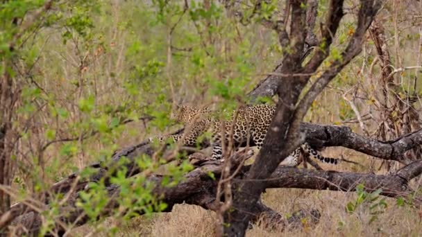 Silent Sleek Leopard Effortlessly Prowls Tree Branches Its Agile Movements — Stock Video