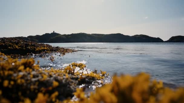 Algues Sur Des Rochers Altérés Dans Des Eaux Calmes Bleues — Video