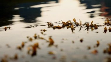 Deniz yosunu, suyun sakin yüzeyinde zarifçe yüzüyor.