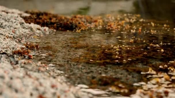 Alghe Che Galleggiano Dolcemente Nelle Acque Cristalline Vicino Formazioni Rocciose — Video Stock