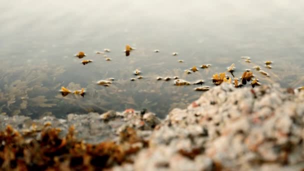 海草白天在水面下优雅地摆动着 盛开着 — 图库视频影像
