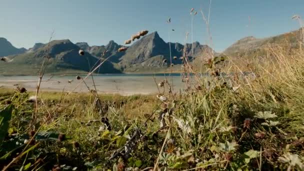 澄んだ青空の下の山の背景に囲まれたビーチで野生の花を散策する — ストック動画