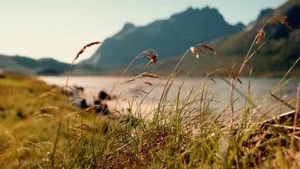 Грациозная Трава Качается Ветру Фоне Потрясающих Горных Пейзажей — стоковое видео