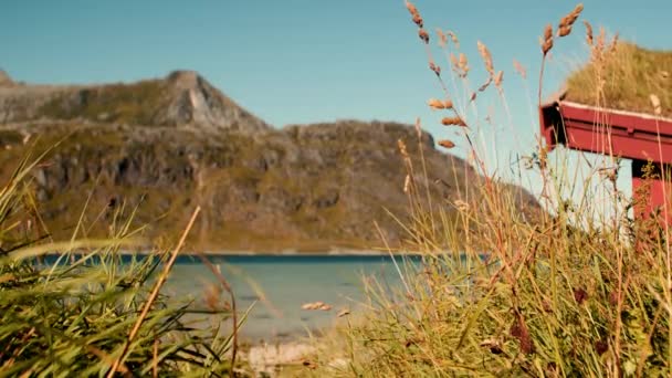 風に揺れる未知のビーチサイドの野生の草 素晴らしい山の背景に設定 — ストック動画
