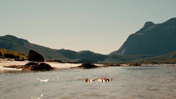 Коричневые Ламинарии Плавающие Выброшенные Берег Украшают Спокойные Прибрежные Воды Дневным — стоковое видео