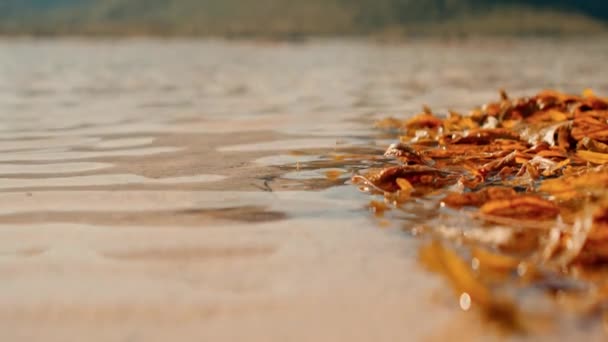 日中の茶色の海の昆布を優しく打つ水の波のクローズアップショット — ストック動画