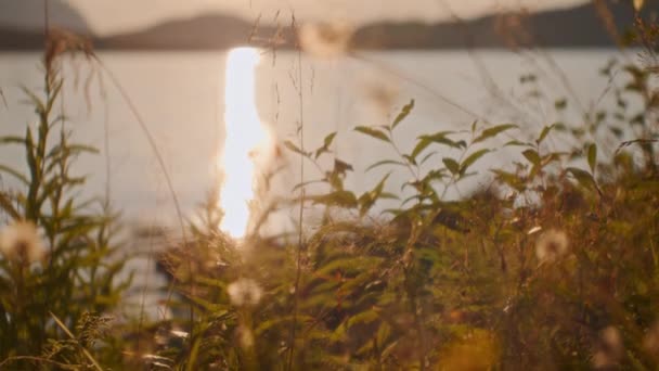 Потрясающий Вид Растения Крупным Планом Спокойном Фоне Целованного Закатом Озера — стоковое видео