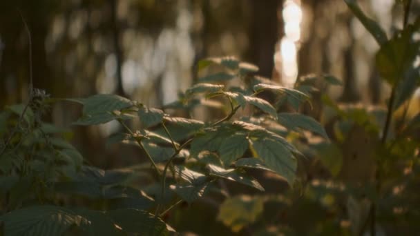 Gün Batımının Nazik Kucaklamasından Aydınlanan Canlı Bitki Örtüsü Doğanın Karmaşık — Stok video