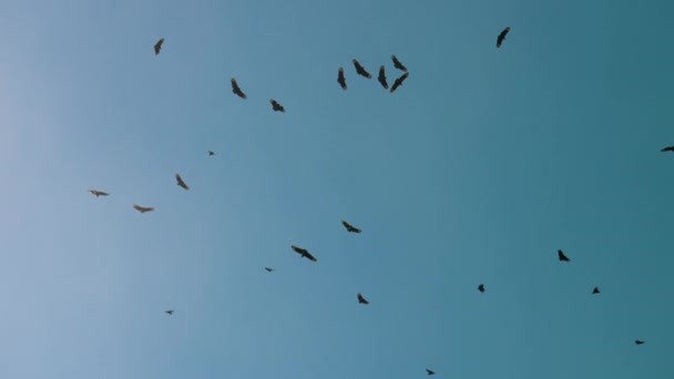 Flock Black Vultures Flying Blue Sky Backdrop — Stock Video