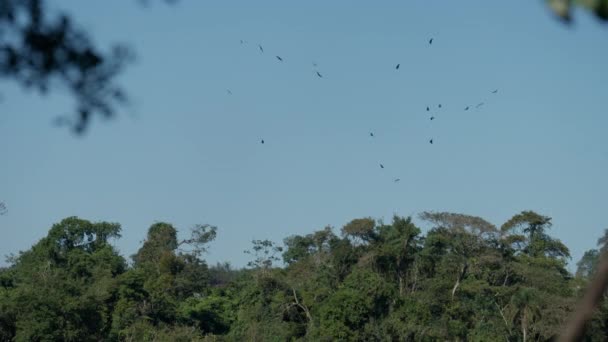 Bando Abutres Negros Voando Sobre Uma Exuberante Floresta Verde Contra — Vídeo de Stock