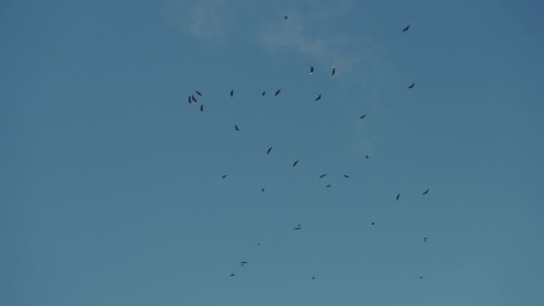 Uma Visão Baixo Ângulo Abutres Voando Céu Limpo Argentina — Vídeo de Stock