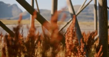 Gündüz vakti, dağlık zemin üzerinde kıvırcık liman yeşillikleri ve ahşap iskelet içeren, sağdan sola hareket eden bir çekim.