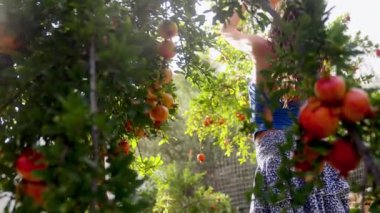 Meyve bahçesinden olgun elmalara uzanan bir kız doğanın güzelliğiyle çevrili basit ve mutlu anların tadını çıkarıyor.